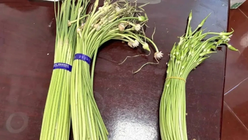 四川收费站“韭苔绿通”争议：收费员照章办事，司机质疑政策执行