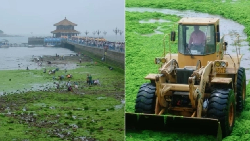 黄海浒苔每年都会周期性暴发 浒苔主要成因是海洋生态系统失衡结果