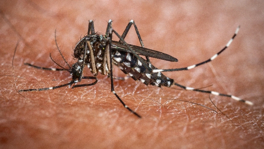 顺德基孔肯雅热疫情通报：全民清积水防蚊守护健康家园