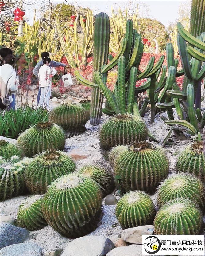 国内首个仙人掌种植地方标准在厦发布，填补行业空白