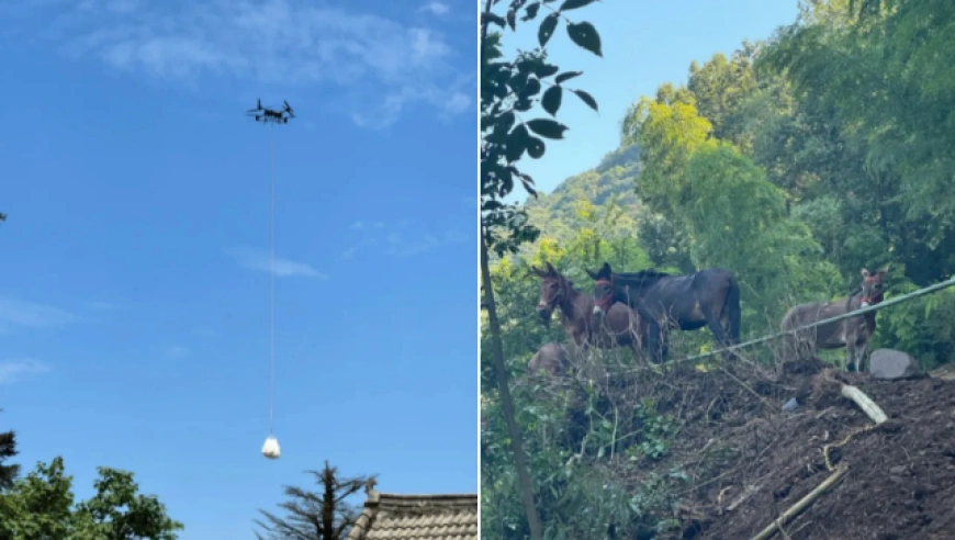 峨眉山骡运消失背后：村民生计与动物保护的抉择