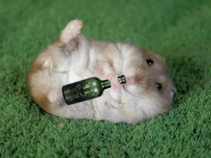 仓鼠对酒精的耐受度_仓鼠酒量研究_仓鼠不用喝水会死吗