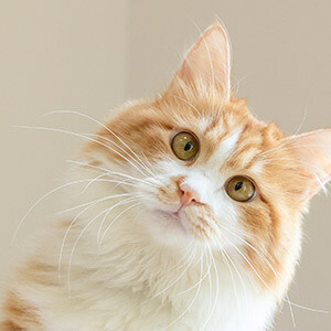 网上买的电脑屏幕收到是坏的_网购电脑屏幕损坏赔偿_网购退货退款赔偿要求