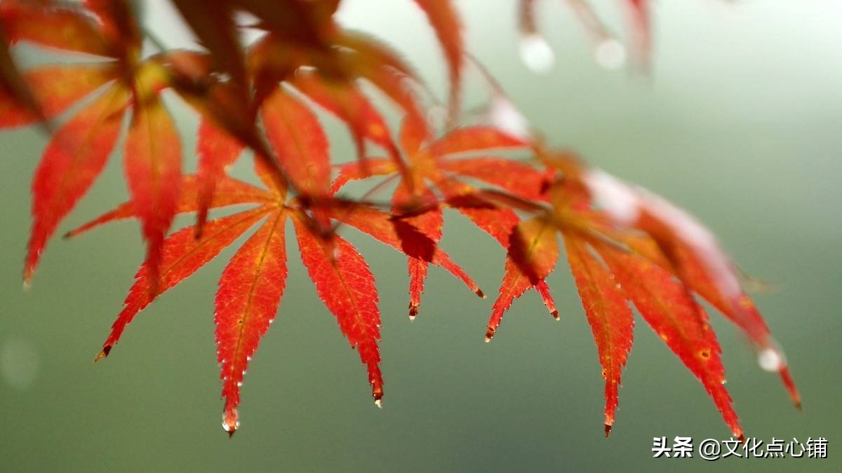 李煜乌夜啼 秋雨 诗词情感_乌夜啼的肉在哪章
