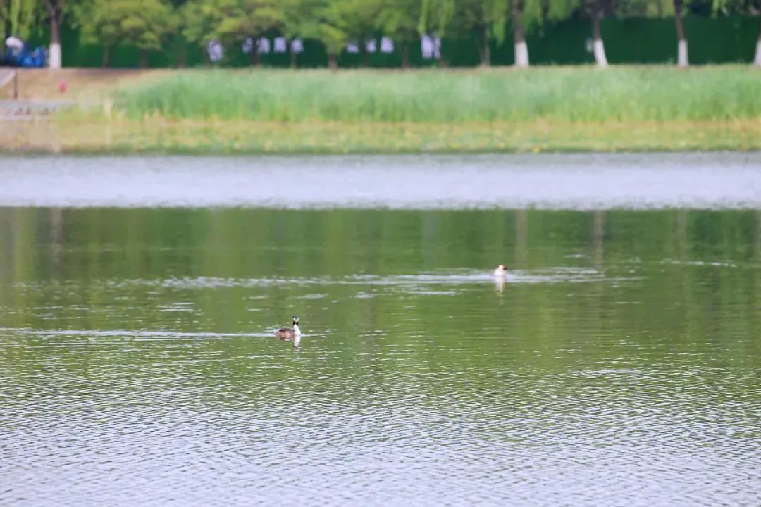 后沙峪镇罗马东湖生态治理工程_后沙峪金融商务区规划_罗马东湖滨水景观提升